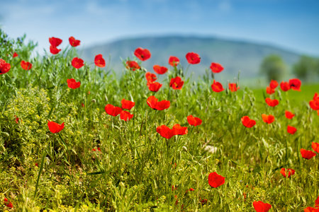 Poppy landscapeの写真素材