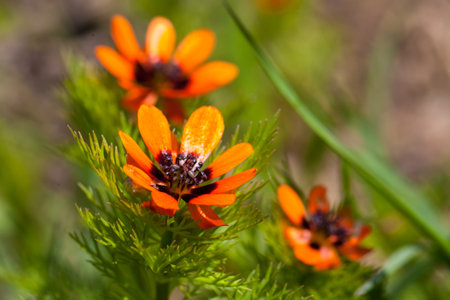 Three beautiful orange flower