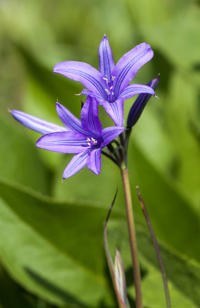 Flowers bellsの写真素材