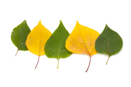 Autumn leaves isolatedの写真素材