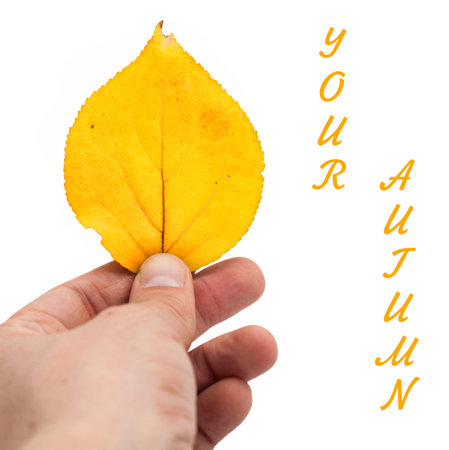 Leaf in hand on a white background. Your autumn.の写真素材