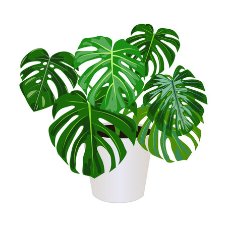 Monstera in pot isolated on the white background, tropical plants, modern houseplants, vector illustrationのイラスト素材
