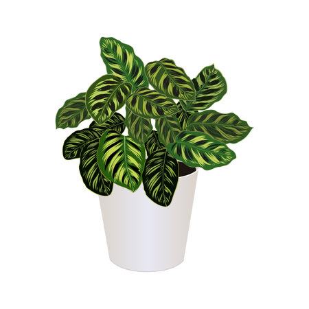 Houseplant of ctenanthe burle-marxii in pot isolated on the white background, fishbone prayer plant, tropical modern houseplants for design house and office interior, vector illustrationのイラスト素材
