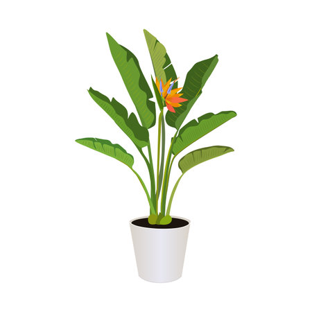 Strelitzia (Bird of Paradise), potted plant isolated on the white background, tropical plants, modern houseplants, vector illustrationのイラスト素材