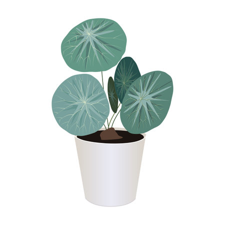 Houseplant of stephania erecta craib in pot isolated on the white background, tropical modern houseplants for design house and office interior, vector illustrationのイラスト素材