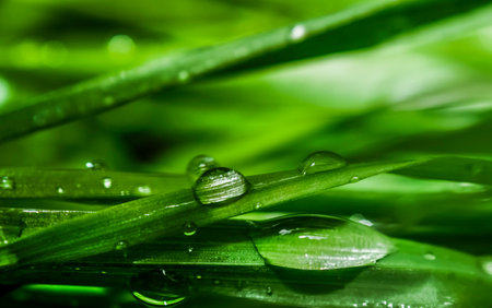 dew drops on grass