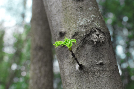 green sprout on the tree. New top leaves sprouting from brown bark of old trunkの写真素材