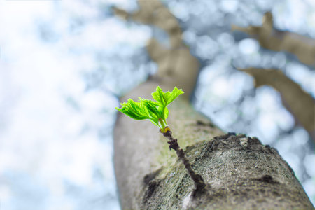 New green leaves sprouting from brown bark of old trunkの写真素材