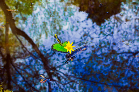 water plant with reflection in a pond, flower in water reflecte in a serenity poolの写真素材