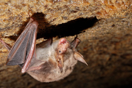 bat holding on a wallの写真素材