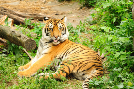 Tigerの写真素材