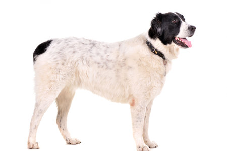 portrait of the dog isolated on white