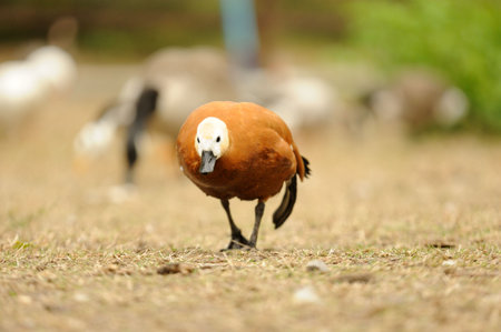 duck
の写真素材