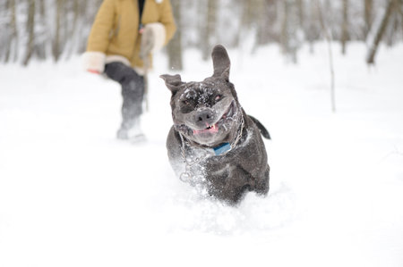 jumping dog Neapolitan Mastiffの写真素材