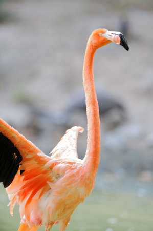 Pink flamingo
の写真素材