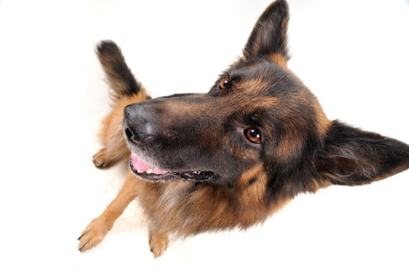 funny dog on the white background wide angleの写真素材