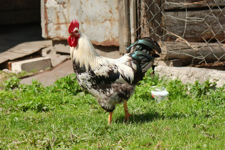 roosterの写真素材