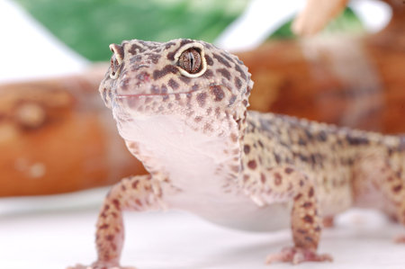 Young Leopard gecko, Eublepharis. Tropical lizard
の写真素材
