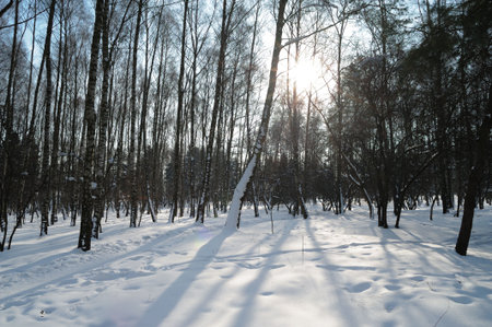 winter landscape
の写真素材