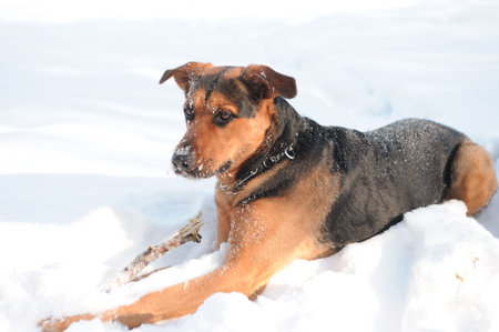 slyboots dogの写真素材