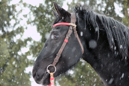 Black horseの写真素材