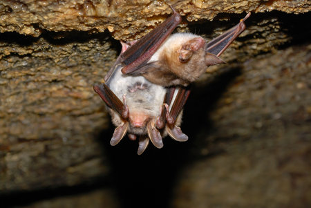 bat holding on a wall
