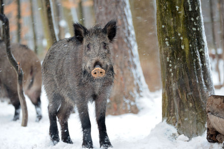wild boar
の写真素材