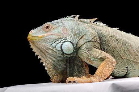 iguanaの写真素材