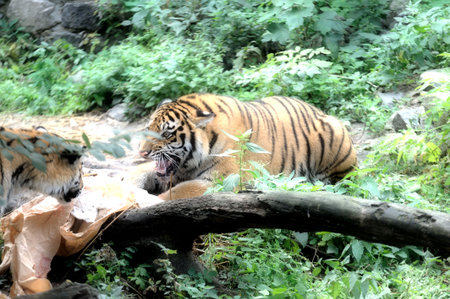 angry tiger with bared fangsの写真素材