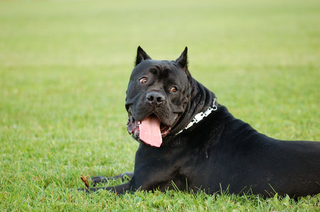 Portrait of the cane corso dog. Italian dogの写真素材
