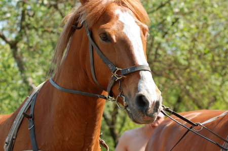 Horseの写真素材