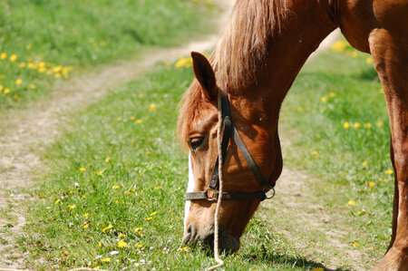 Horseの写真素材