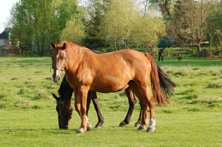 Horseの写真素材