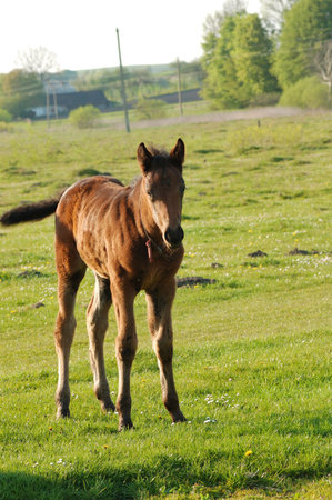 foalの写真素材