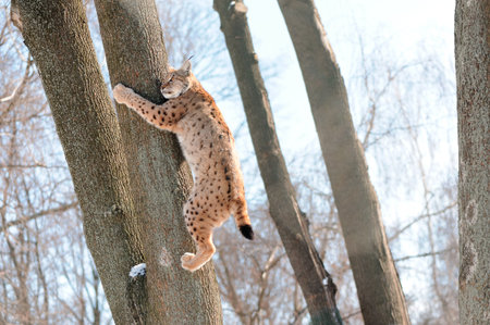 Lynx on the treeの写真素材