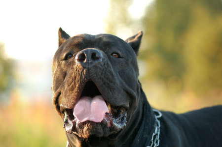 Portrait of the cane corso dog. Italian dogの写真素材