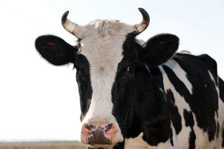  Cow on meadow の写真素材