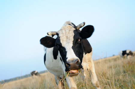  Cow on meadow の写真素材