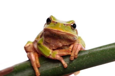 closeup green tree frog isolated on white background の写真素材