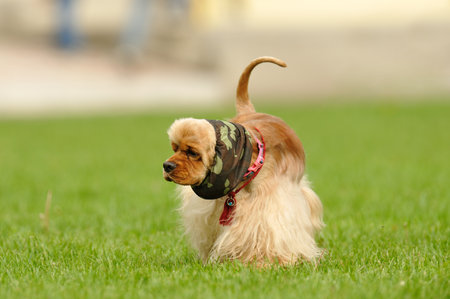 American Cocker Spaniel の写真素材