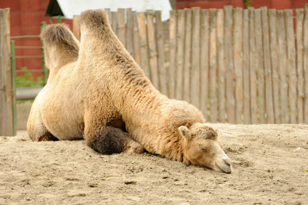 camelの写真素材