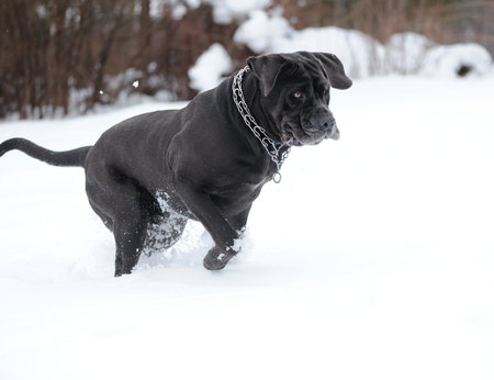 Jumping dogの写真素材