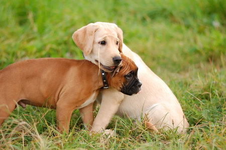 playing puppys boxer and labrador dog