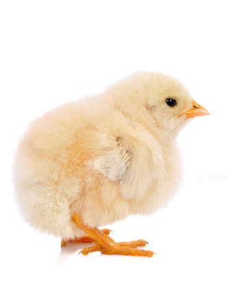 chickenの写真素材