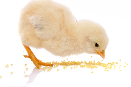 chickenの写真素材