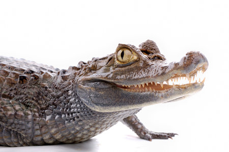 closeup alligator isolated on the white backgroundの写真素材
