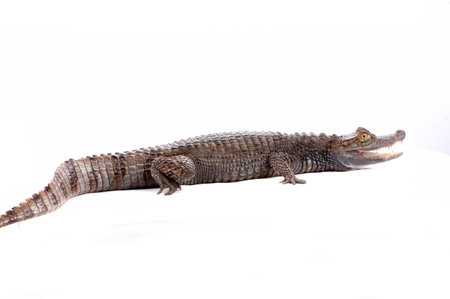 closeup alligator isolated on the white backgroundの写真素材