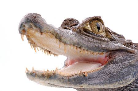 closeup alligator isolated on the white backgroundの写真素材