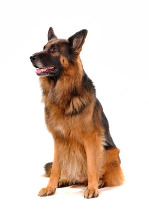 portrait of the dog isolated on white. German Shepherd.の写真素材