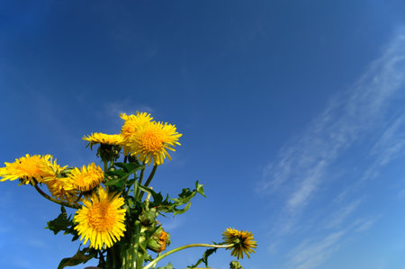 Dandelion on blue sky の写真素材